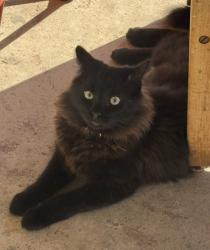Lost Male Cat last seen Third Street, Clearfield, PA 16830