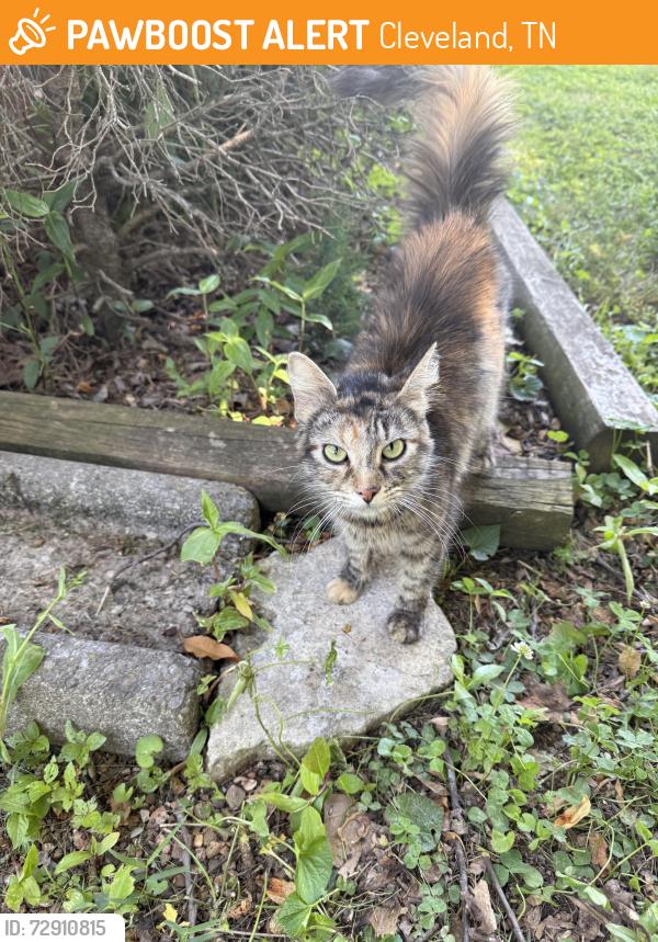 Found/Stray Female Cat last seen Alton Ave, Cleveland, TN, Cleveland, TN 37323