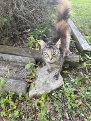 Found/Stray Female Cat last seen Alton Ave, Cleveland, TN, Cleveland, TN 37323