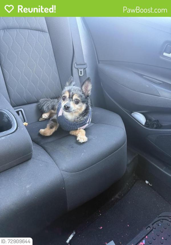 Reunited Female Dog last seen she was in the back yard and escaped or was stolen , Mansfield, TX 76063
