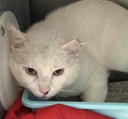 Shelter Stray Male Cat last seen Crowley, TX 76036, Cleburne, TX 76033