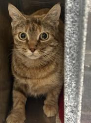 Shelter Stray Female Cat last seen Crowley, TX 76036, Cleburne, TX 76033