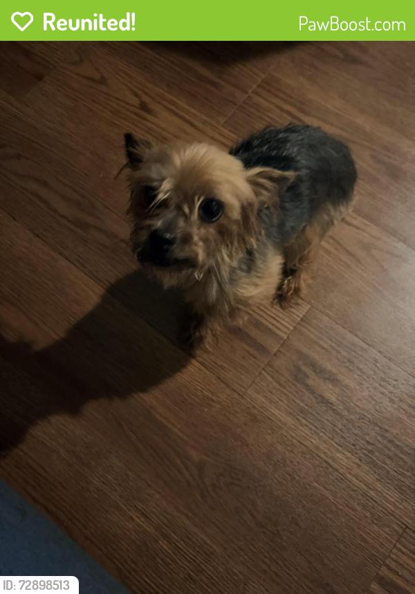 Reunited Female Dog last seen Wurzbach pkwy & blanco , San Antonio, TX 78216