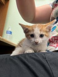 Shelter Stray Male Cat last seen Cleburne, TX , Cleburne, TX 76033