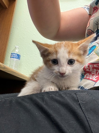 Shelter Stray Male Cat last seen Cleburne, TX , Cleburne, TX 76033