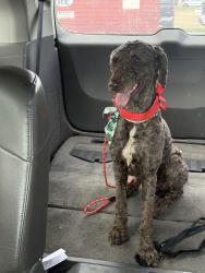 Found/Stray Male Dog last seen  at Dollar Tree , Northport, AL 35476