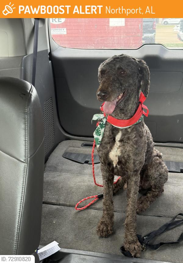 Found/Stray Male Dog last seen  at Dollar Tree , Northport, AL 35476