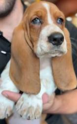 Reunited Female Dog last seen Acampo Rd / N oak st, Acampo, CA 95220