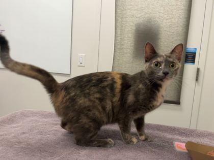 Shelter Stray Female Cat last seen E 17th & Corrington Ave, KCMO, 64126, 64126, MO, Kansas City, MO 64132