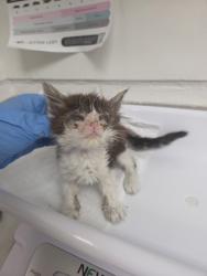 Shelter Stray Female Cat last seen Oakland, CA 94601, Oakland, CA 94601