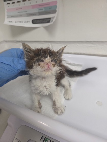 Shelter Stray Female Cat last seen Oakland, CA 94601, Oakland, CA 94601