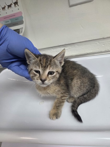 Shelter Stray Female Cat last seen , CA , Oakland, CA 94601