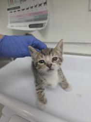 Shelter Stray Female Cat last seen , CA , Oakland, CA 94601