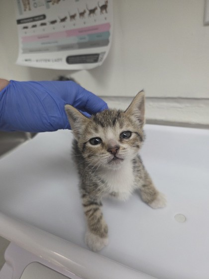 Shelter Stray Female Cat last seen , CA , Oakland, CA 94601