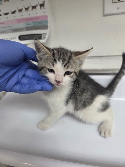 Shelter Stray Male Cat last seen , CA , Oakland, CA 94601