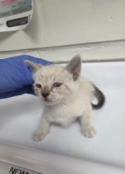 Shelter Stray Male Cat last seen , CA , Oakland, CA 94601