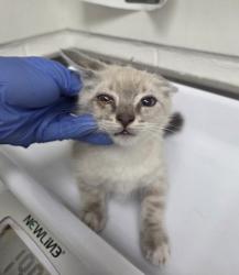 Shelter Stray Male Cat last seen , CA , Oakland, CA 94601