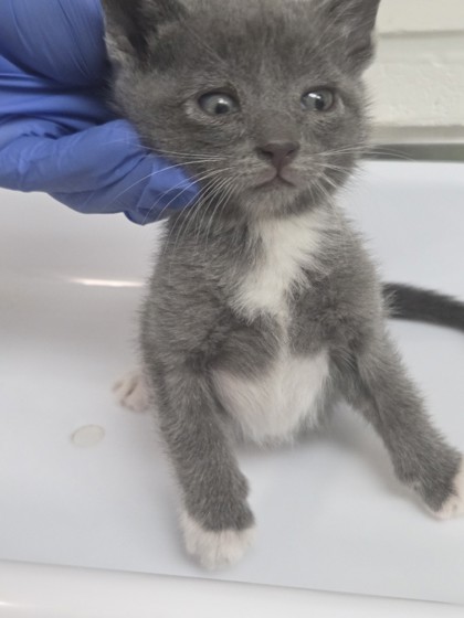 Shelter Stray Male Cat last seen , CA , Oakland, CA 94601