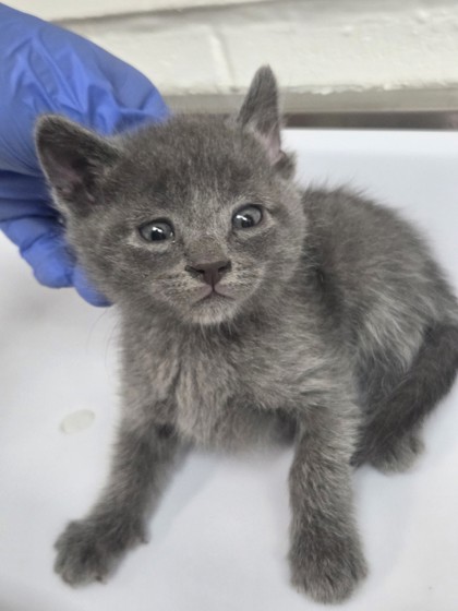 Shelter Stray Male Cat last seen , CA , Oakland, CA 94601