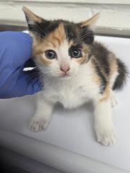 Shelter Stray Female Cat last seen Oakland, CA 94602, Oakland, CA 94601