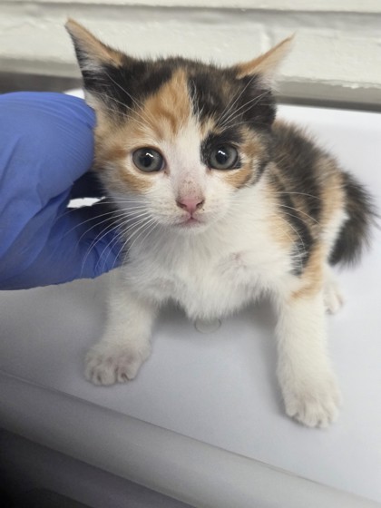 Shelter Stray Female Cat last seen Oakland, CA 94602, Oakland, CA 94601