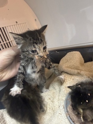 Shelter Stray Female Cat last seen New Bern, NC 28560, New Bern, NC 28562