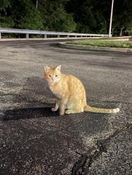 Found/Stray Unknown Cat last seen Taco Bell on Richardson Road, Arnold, MO 63010