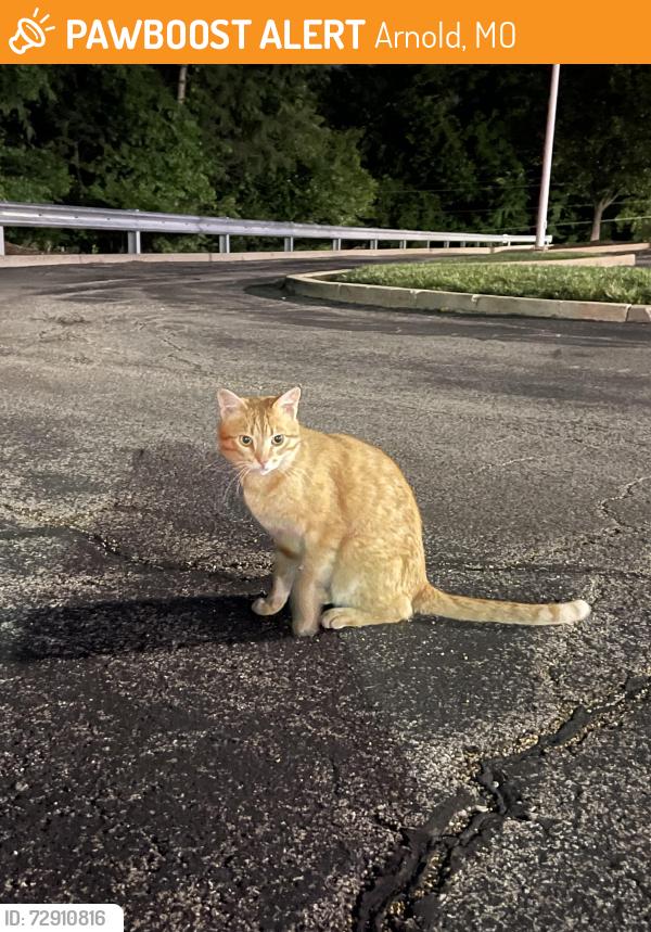 Found/Stray Unknown Cat last seen Taco Bell on Richardson Road, Arnold, MO 63010