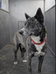 Lost Male Dog last seen Randolph and Sheppard, Saint Paul, MN 55101