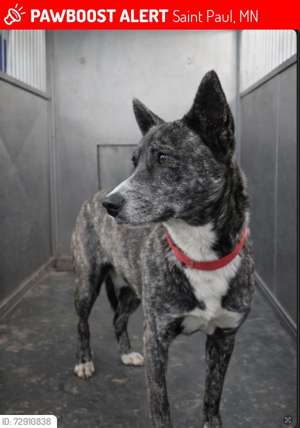 Lost Male Dog last seen Randolph and Sheppard, Saint Paul, MN 55101
