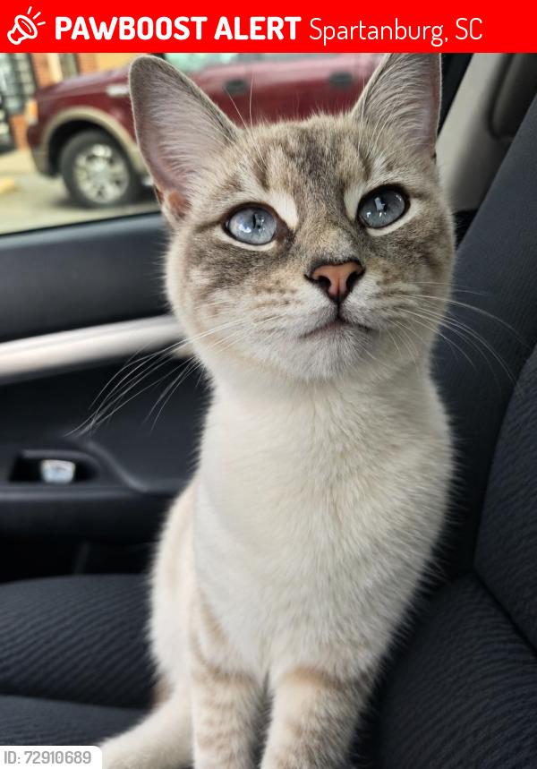 Lost Female Cat last seen SmartPawn on Hwy 221, Spartanburg, SC 29303