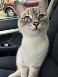 Lost Female Cat last seen SmartPawn on Hwy 221, Spartanburg, SC 29303