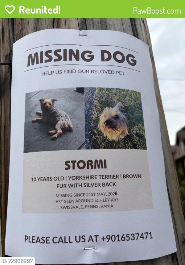 Reunited Female Dog last seen Collingwood ave , Swissvale, PA 15218