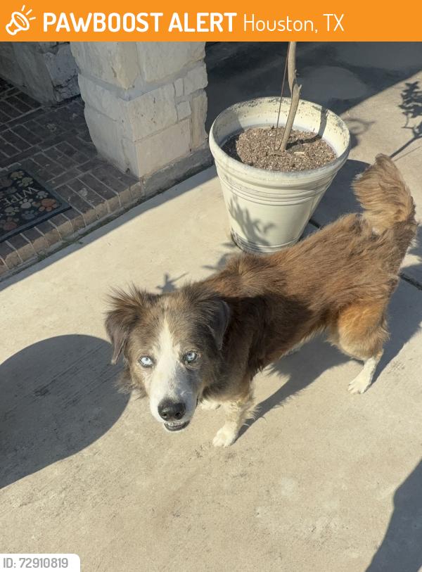 Found/Stray Male Dog last seen Airport blvd and mykawa, Houston, TX 77061