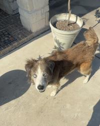 Found/Stray Male Dog last seen Airport blvd and mykawa, Houston, TX 77061