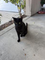 Found/Stray Male Cat last seen Mlk, Riverside, CA 92508