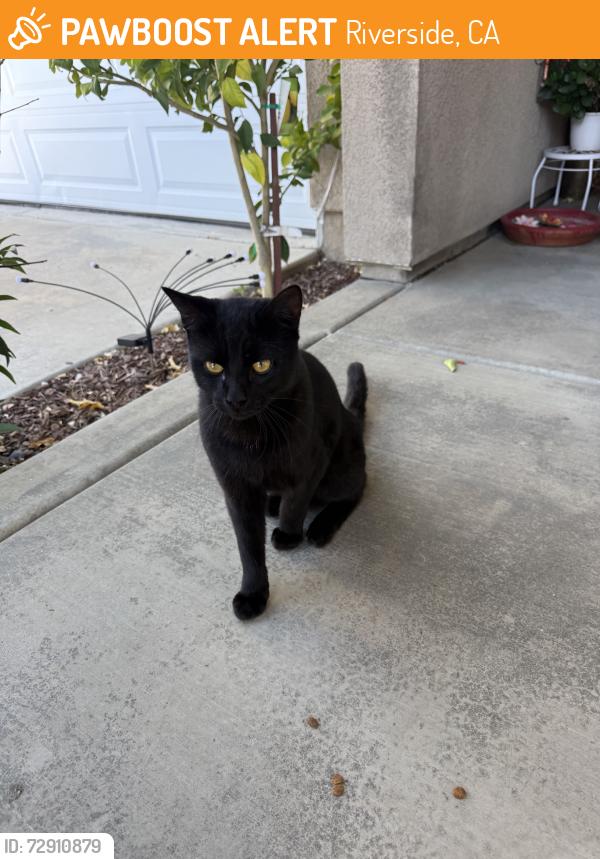 Found/Stray Male Cat last seen Mlk, Riverside, CA 92508