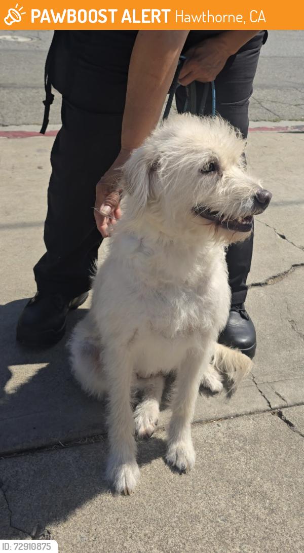 Found/Stray Female Dog last seen Imperial Hwy and Hawthorne Blvd, Hawthorne, CA 90250