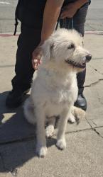 Found/Stray Female Dog last seen Imperial Hwy and Hawthorne Blvd, Hawthorne, CA 90250