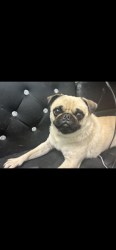 Reunited Male Dog last seen Near South Townsend Street, Santa Ana, CA, USA, Santa Ana, CA 92704