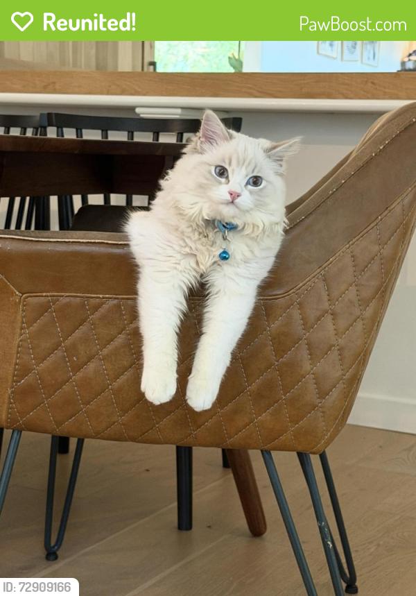 Reunited Male Cat last seen Carrera drive, Mill Valley, CA 94941