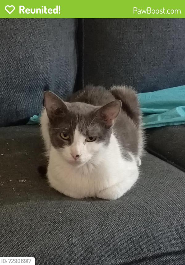 Reunited Female Cat last seen 261117th ave NE hickory , Hickory, NC 28601