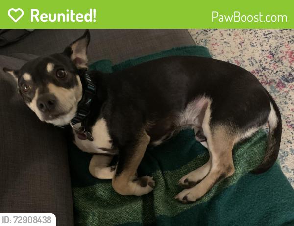 Reunited Male Dog last seen HW 146 between 96 and 646, out in field (escaped from yard), League City, TX 77573