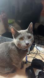 Reunited Male Cat last seen Flamingo and Algonquin , Las Vegas, NV 89119
