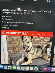 Found/Stray Unknown Dog last seen Memorial and Cemetery Rd., Oklahoma City, Oklahoma City, OK 73099