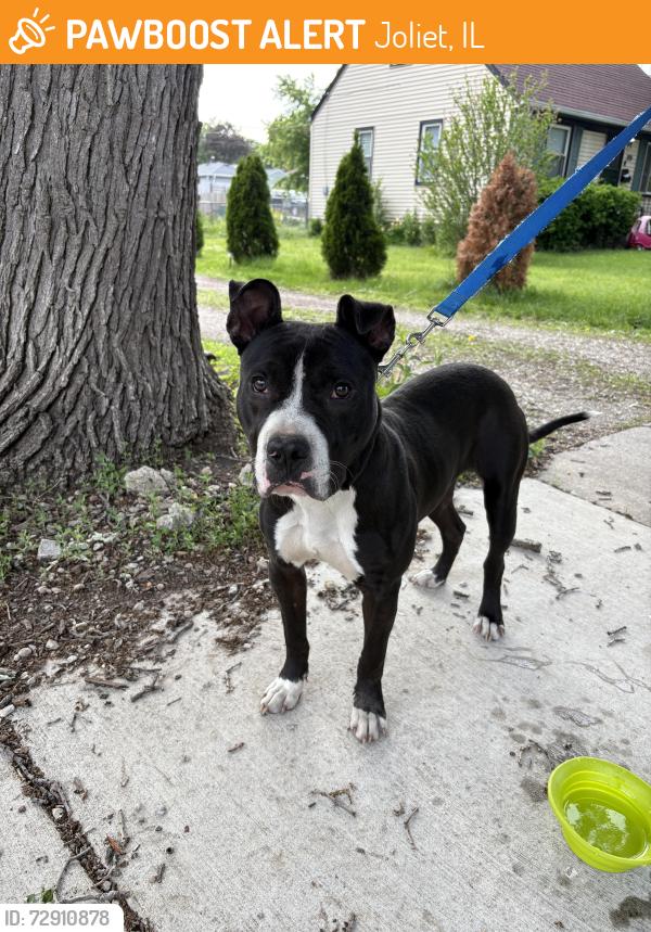 Found/Stray Male Dog last seen United Cerebral Palsy Center Reed Street, Joliet, IL 60436