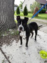 Found/Stray Male Dog last seen United Cerebral Palsy Center Reed Street, Joliet, IL 60436