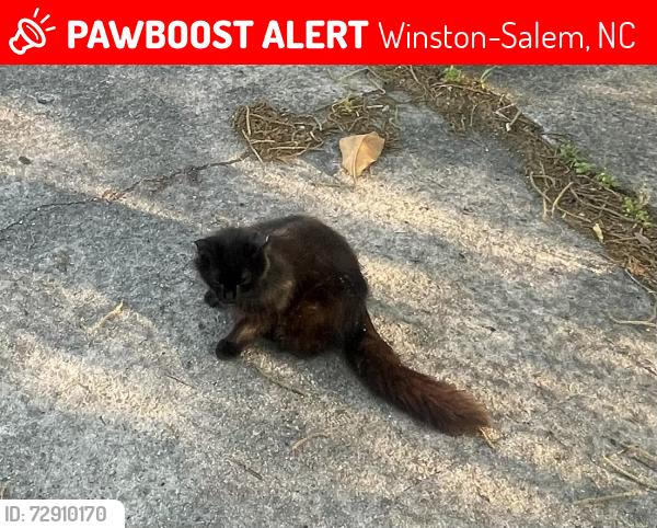 Lost Female Cat last seen East 1st st and Laura wall blvd , Winston-Salem, NC 27101