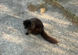 Lost Female Cat last seen East 1st st and Laura wall blvd , Winston-Salem, NC 27101