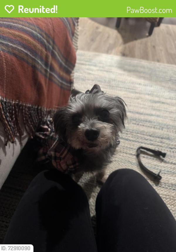 Reunited Female Dog last seen Stonegate apmts , Birmingham, AL 35211